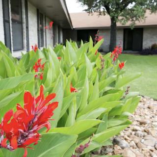 A vibrant display of red flowers amidst lush green leaves in a garden setting.