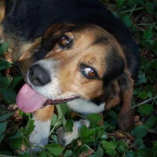 A happy beagle enjoying the outdoors.