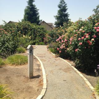 A serene garden pathway lined with blooming roses and lush greenery.