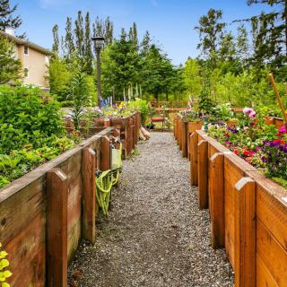A scenic view of a garden with gravel pathways flanked by wooden raised beds filled with various plants and flowers.