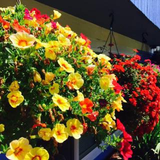 A vibrant display of yellow and red flowers in a hanging basket, brightening up the outdoor space.