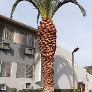 A tall palm tree in an urban setting, showcasing its textured trunk and lush fronds.