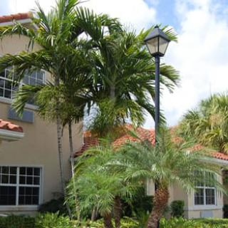A residential house surrounded by lush palm trees and greenery.