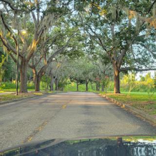 A serene tree-lined road inviting a peaceful drive through nature.
