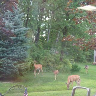 A group of deer grazing in a forested area.