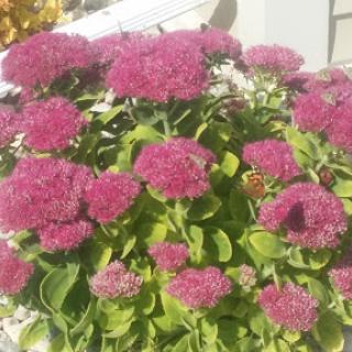 A vibrant display of pink flowers in full bloom.