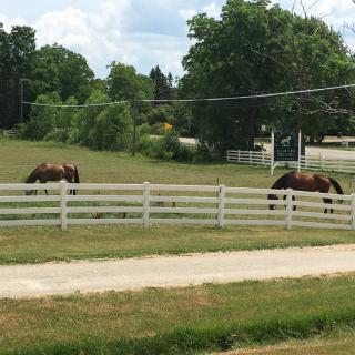 Horses grazing in a fenced pasture on a sunny day.