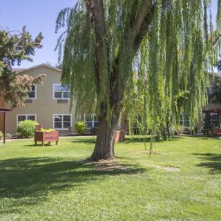 A sunny day in a grassy yard with a large weeping willow tree and buildings in the background.