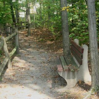 A peaceful forest pathway with a bench and wooden fence.