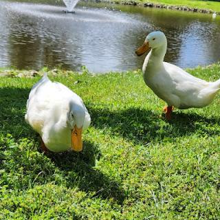 Two ducks enjoying a sunny day by the water.