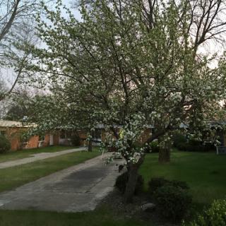 A blooming tree in a serene outdoor setting, heralding the arrival of spring.