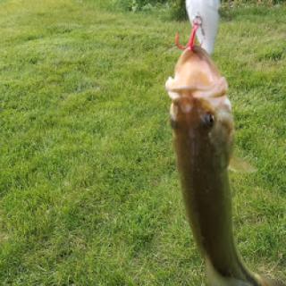 A freshly caught fish hanging from a fishing line, surrounded by lush green grass.