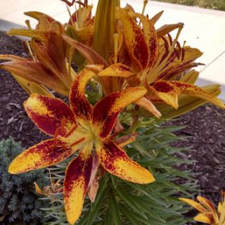 A vibrant flower showcasing striking orange and red hues.