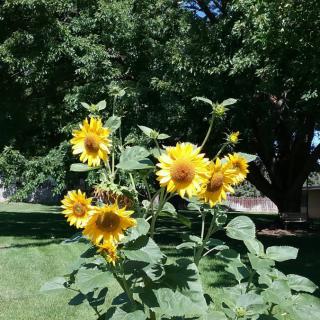 A cluster of vibrant sunflowers blooming in a lush garden setting.