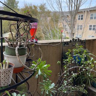 A cozy apartment balcony adorned with various potted plants and vines.