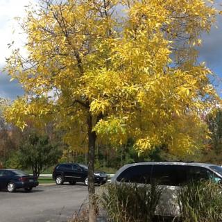 A tree with vibrant yellow leaves stands in a parking lot during autumn.