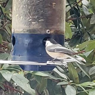 A curious bird perched near a feeder, enjoying its meal amidst the greenery.