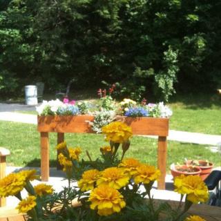 A sunny garden scene featuring a planter box with colorful flowers and vibrant yellow marigolds in the foreground.