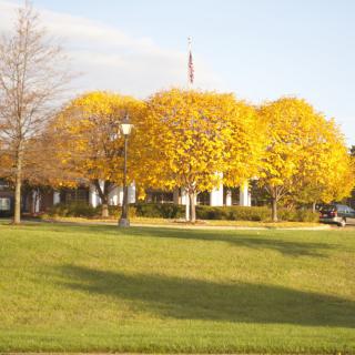 A row of trees with vibrant yellow leaves in front of a building on a sunny autumn day.