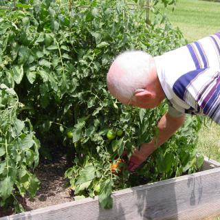 A person tending to a vegetable garden outdoors.