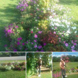 A vibrant garden full of blooming flowers, showcasing nature's beauty.