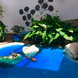 A serene garden pond with turtles basking on rocks surrounded by lush green plants.