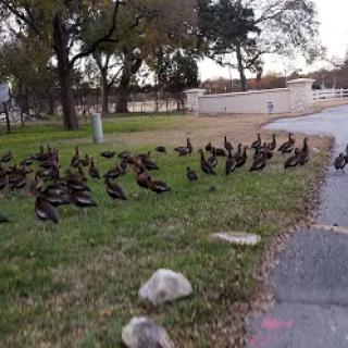 A gathering of ducks in a grassy area near a pathway.