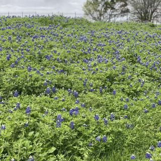 A vibrant field of bluebonnets blooming under a cloudy sky.