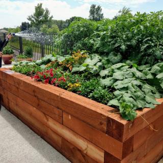 A flourishing raised garden bed filled with various plants and vegetables in a wooden planter.