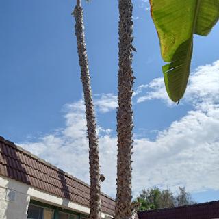 Two tall palm trees reaching towards a clear blue sky.