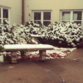 A snow-covered bench in a quiet courtyard, surrounded by lush bushes.