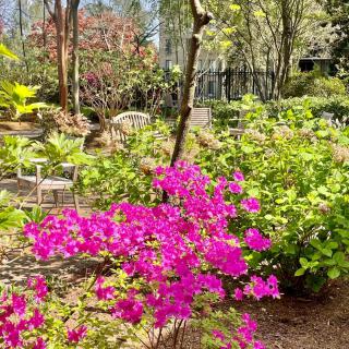 A vibrant garden scene with blooming pink flowers amidst lush greenery.