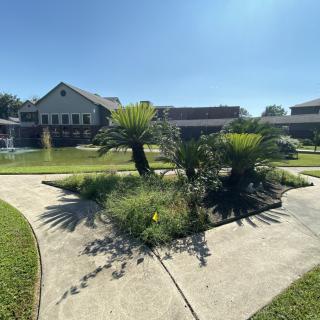 A sunny day view of a landscaped area with palm trees and a pathway leading to a building.