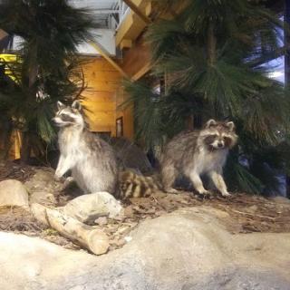 A display of two raccoons in a naturalistic habitat setting.