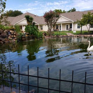 A serene pond with a swan swimming, surrounded by houses and lush greenery.