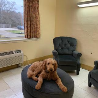 A fluffy dog relaxing on an ottoman in a cozy lounge area.