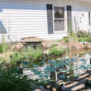 A tranquil garden pond with water lilies beside a white house.