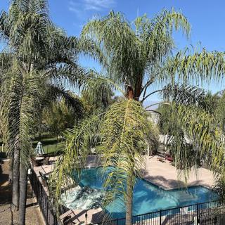 A sunny outdoor pool area surrounded by palm trees.
