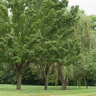 A serene park scene with lush green trees.