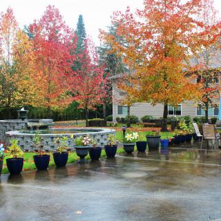 A garden scene with vibrant autumn trees and potted plants on a rainy day.