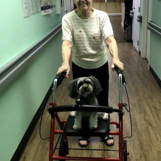 An elderly person uses a walker while carrying a dog in a hallway.