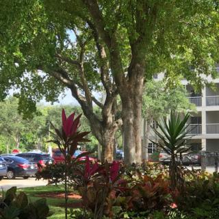 A serene view of a tree surrounded by colorful plants, with parked cars in the background.