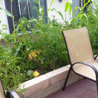 A small garden with lush green plants and vegetables growing near a patio chair.