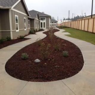 A landscaped garden with a curving pathway, bordered by mulch in a residential area.