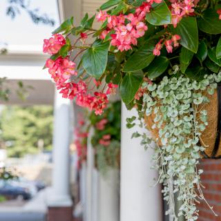 Vibrant pink flowers in a hanging basket adorn a porch with greenery.