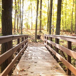 A wooden bridge leading through a sunlit forest in autumn.