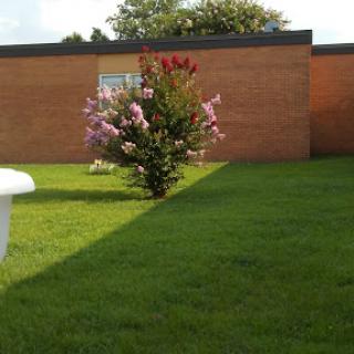 A vibrant garden featuring a blooming tree and lush green grass next to a brick building.