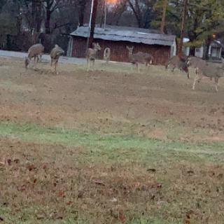 A peaceful gathering of deer in a grassy field.