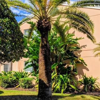 A palm tree stands tall in front of a building surrounded by lush greenery on a sunny day.