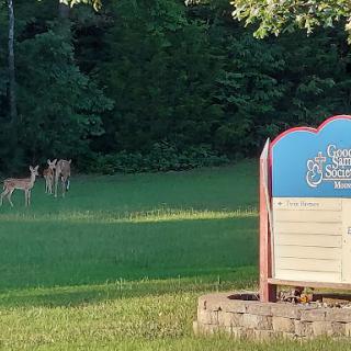 A serene scene featuring deer grazing in the grass near a welcoming sign.